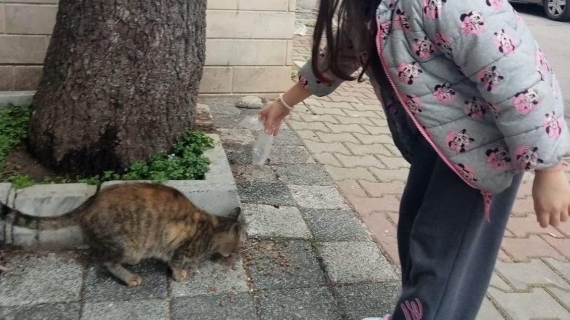 Öğrencilerden Anlamlı Adım: Sokak Hayvanları İçin Mama Toplandı ve Dağıtıldı